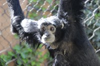 ABQ BioPark Excited to Welcome New Siamang Family