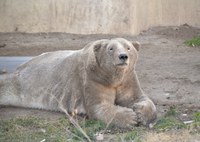 ABQ BioPark Expands Polar Bear Habitat