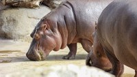 ABQ BioPark Expecting a Baby Hippo