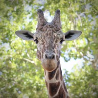 ABQ BioPark gives “gold star” treatment in the golden years