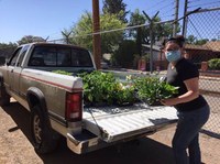 ABQ BioPark Gives Victory Garden Starts to Local Non-Profits for National Public Gardens Week