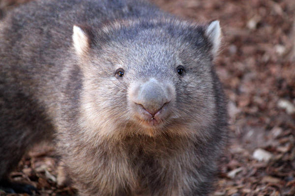 ABQ BioPark Grieves the Loss of Wombat