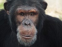 ABQ BioPark grieves the loss of Thunder the chimpanzee