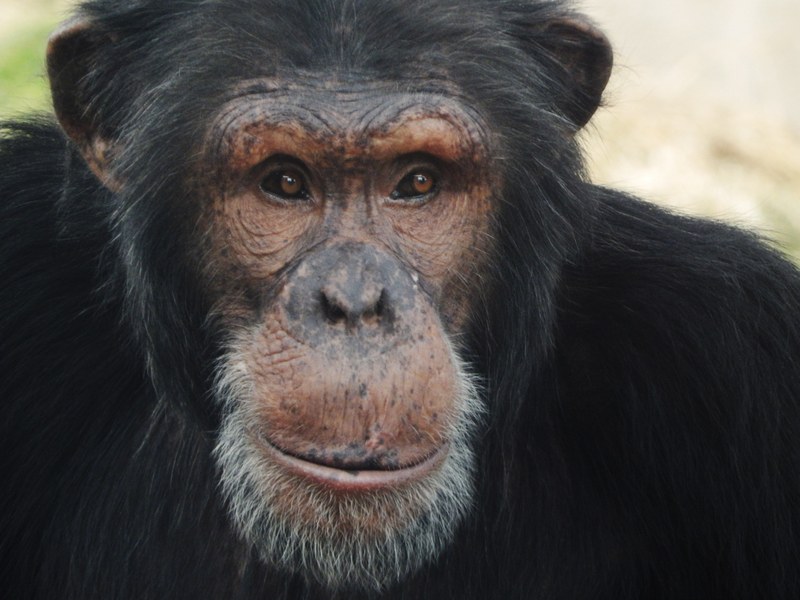 ABQ BioPark grieves the loss of Thunder the chimpanzee ABQ BioPark grieves the loss of Thunder the chimpanzee