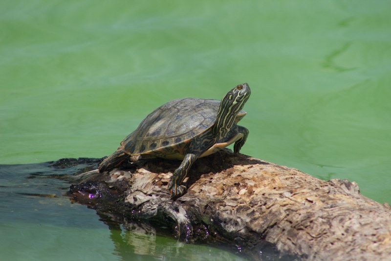 ABQ BioPark helping to save rare New Mexico turtles ABQ BioPark helping to save rare New Mexico turtles
