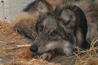 ABQ BioPark Helps Injured Mexican Gray Wolf Heal and Return to the Wild
