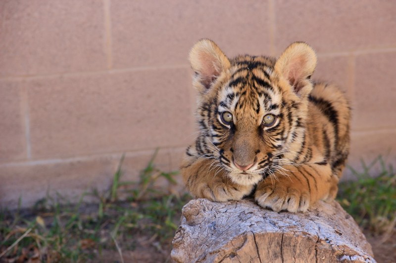 ABQ BioPark Helps to Rescue Tiger Cub ABQ BioPark Helps to Rescue Tiger Cub