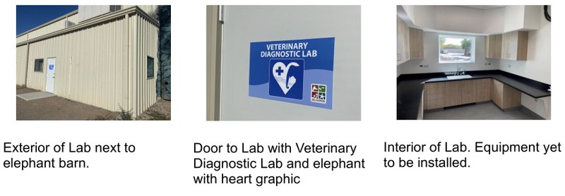 ABQ BioPark Investing in Cutting-Edge DNA Lab to Quickly Test Elephants for Often-Fatal Virus
