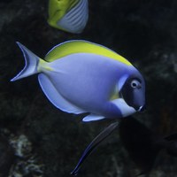 Job Opportunity at the ABQ BioPark: Assistant Aquarium Technician