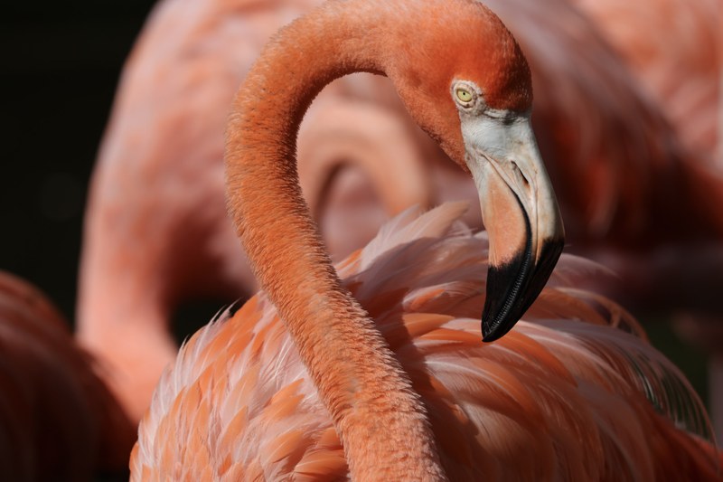 Job Opportunity at the ABQ BioPark: Head Cashier Job Opportunity at the ABQ BioPark: Head Cashier