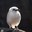 Job Opportunity at the ABQ BioPark: Assistant Zookeeper II (Birds)