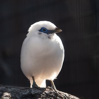 Job Opportunity at the ABQ BioPark: Assistant Zookeeper II (Birds)