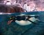 Job Opportunity at the ABQ BioPark: Site Supervisor III