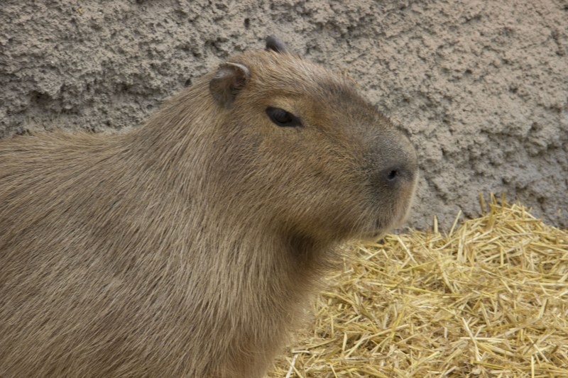 ABQ BioPark loses Francis the capybara ABQ BioPark loses Francis the capybara