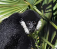 ABQ BioPark Mourns the Loss of Makaio, Beloved White-Cheeked Gibbon