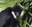 ABQ BioPark Mourns the Loss of Makaio, Beloved White-Cheeked Gibbon