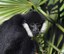 ABQ BioPark Mourns the Loss of Makaio, Beloved White-Cheeked Gibbon