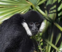 ABQ BioPark Mourns the Loss of Makaio, Beloved White-Cheeked Gibbon
