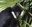 ABQ BioPark Mourns the Loss of Makaio, Beloved White-Cheeked Gibbon