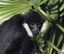 ABQ BioPark Mourns the Loss of Makaio, Beloved White-Cheeked Gibbon
