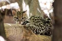 ABQ BioPark Ocelot Lucy Receives Sperm From Wild Male