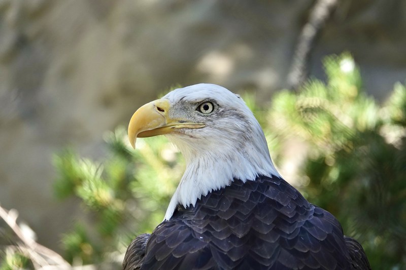 ABQ BioPark Offers $1 Veterans Day Deal ABQ BioPark Offers $1 Veterans Day Deal