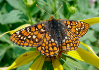 ABQ BioPark Partnering With U.S. Fish and Wildlife Service to Save Imperiled New Mexico Butterfly