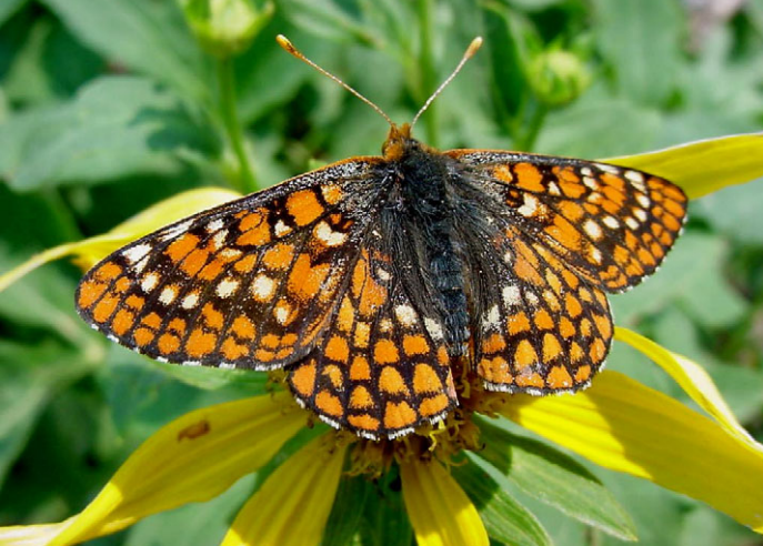 ABQ BioPark Partnering With U.S. Fish and Wildlife Service to Save Imperiled New Mexico Butterfly ABQ BioPark Partnering With U.S. Fish and Wildlife Service to Save Imperiled New Mexico Butterfly