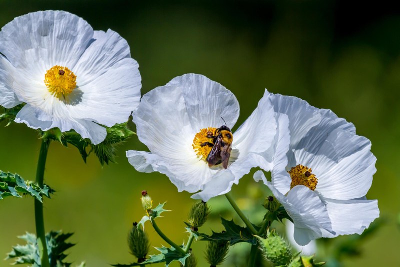 ABQ BioPark Partners with the Center for Plant Conservation to Save Endangered Species ABQ BioPark Partners with the Center for Plant Conservation to Save Endangered Species