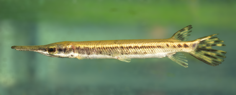 ABQ BioPark plays a leading role in freshwater fish conservation in the Caribbean and around the globe ABQ BioPark plays a leading role in freshwater fish conservation in the Caribbean and around the globe