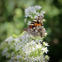ABQ BioPark Pollinator Pavilion to Remain Closed This Season for Renovations