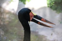 ABQ BioPark Predators