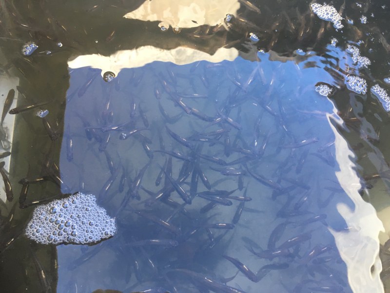ABQ BioPark releases 48,000 Rio Grande silvery minnows this fall ABQ BioPark releases 48,000 Rio Grande silvery minnows this fall