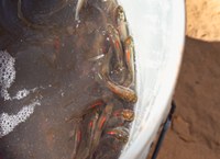 ABQ BioPark Releases Over 44,000 Endangered Silvery Minnows into Rio Grande