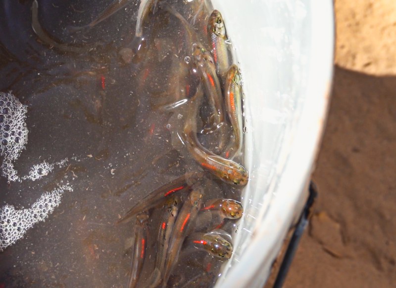 ABQ BioPark Releases Over 44,000 Endangered Silvery Minnows into Rio Grande