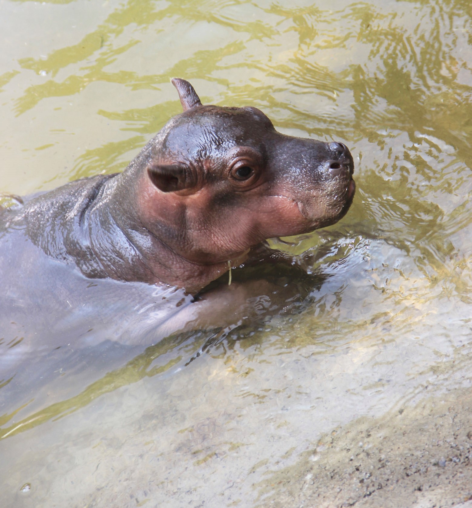 ABQ BioPark Reveals Name of New Baby Hippo — City of Albuquerque ABQ BioPark Reveals Name of New Baby Hippo — City of Albuquerque