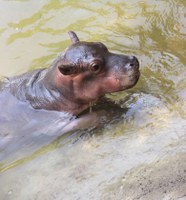 ABQ BioPark Reveals Name of New Baby Hippo