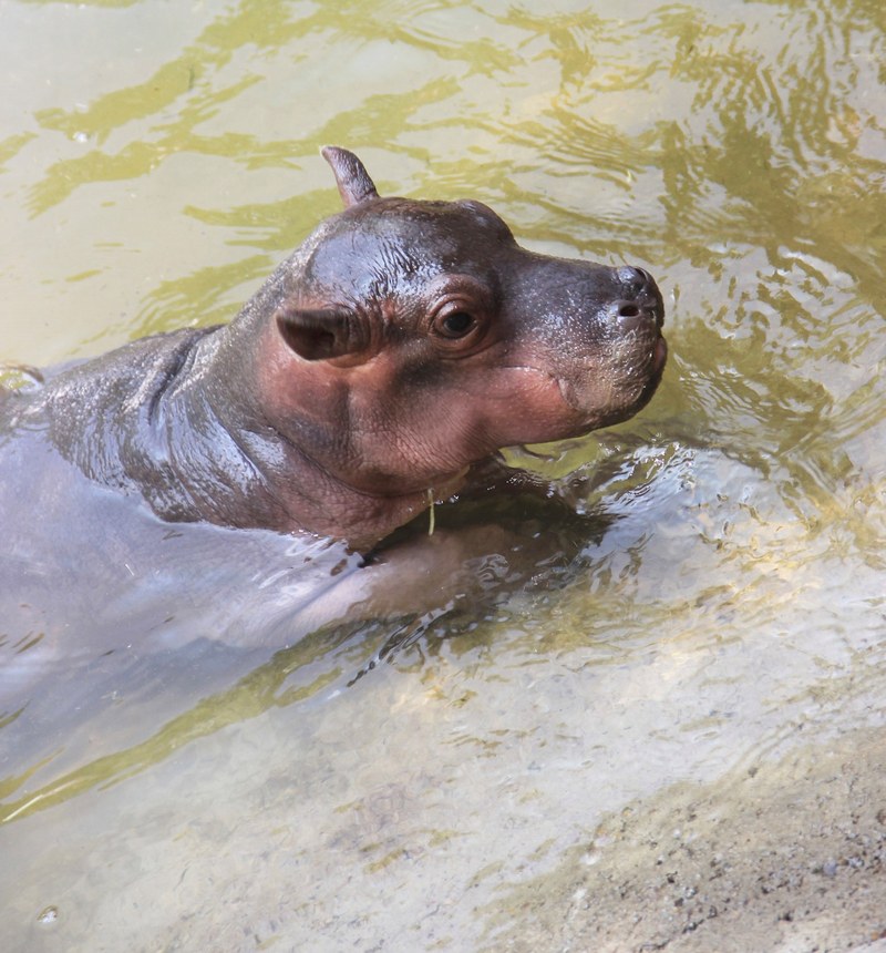 ABQ BioPark Reveals Name of New Baby Hippo ABQ BioPark Reveals Name of New Baby Hippo
