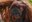 ABQ BioPark Sad to Share News of Orangutan Death