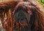 ABQ BioPark Sad to Share News of Orangutan Death
