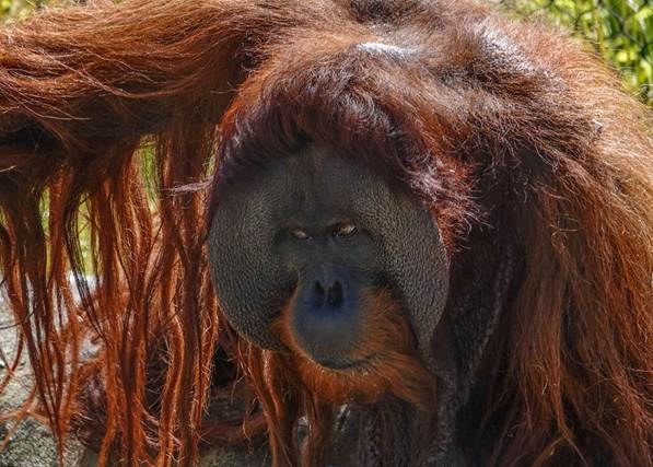 ABQ BioPark Sad to Share News of Orangutan Death