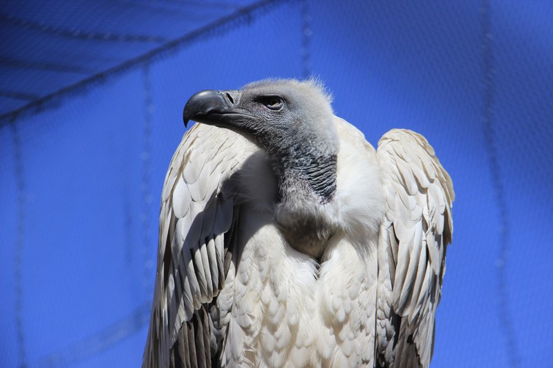 ABQ BioPark Temporarily Shifting Many Birds Indoors to Protect Them From Avian Flu ABQ BioPark Temporarily Shifting Many Birds Indoors to Protect Them From Avian Flu