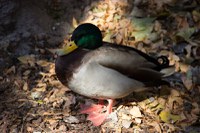 ABQ BioPark Temporarily Shifting Many of the Zoo’s Birds Indoors In Response to Avian Flu