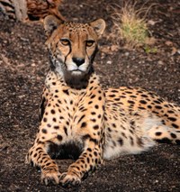 ABQ BioPark Unveils Running Wild: Cheetahs and More