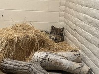 ABQ BioPark Veterinary Staff Help Famous Injured Wolf