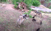 ABQ BioPark Welcomes 7 Baby Lobos