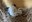ABQ BioPark Welcomes Critically Endangered Bali Myna Chicks