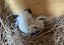 ABQ BioPark Welcomes Critically Endangered Bali Myna Chicks