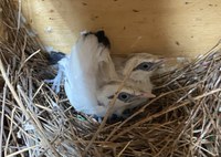 ABQ BioPark Welcomes Critically Endangered Bali Myna Chicks