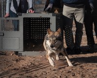 ABQ BioPark Welcomes First Mexican Gray Wolves to New Conservation Facility in Albuquerque